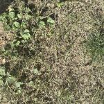 Naturescape Lawn and Landscape Care