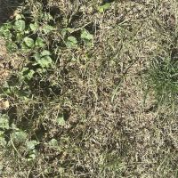 Naturescape Lawn and Landscape Care ico