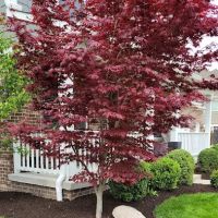 Lyons Lawncare & Landscape LLC ico