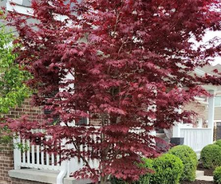 Lyons Lawncare & Landscape LLC