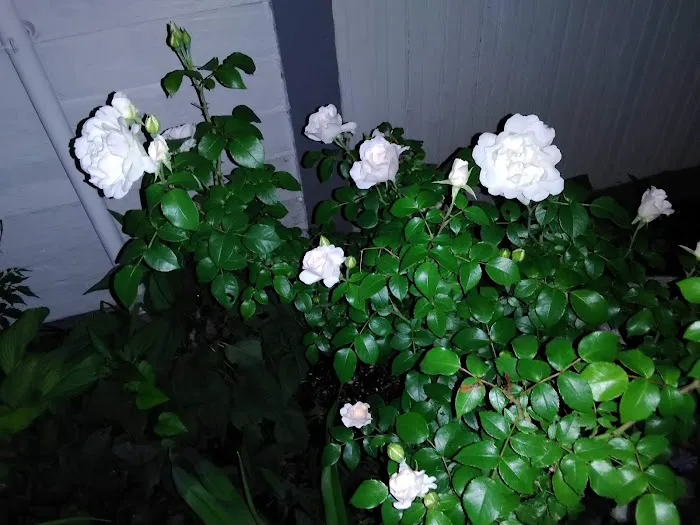 Vince McAdams Lawn Care & Clean-up Picture 7