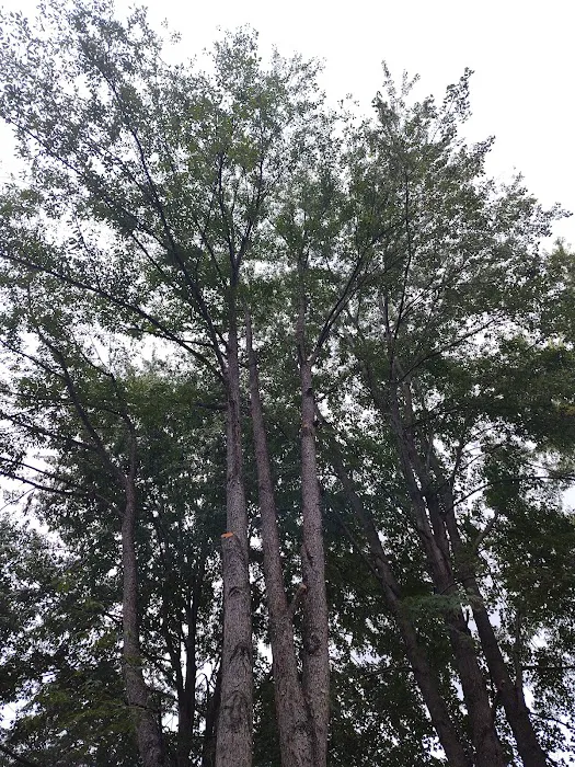 JD & tree lawncare Picture 2