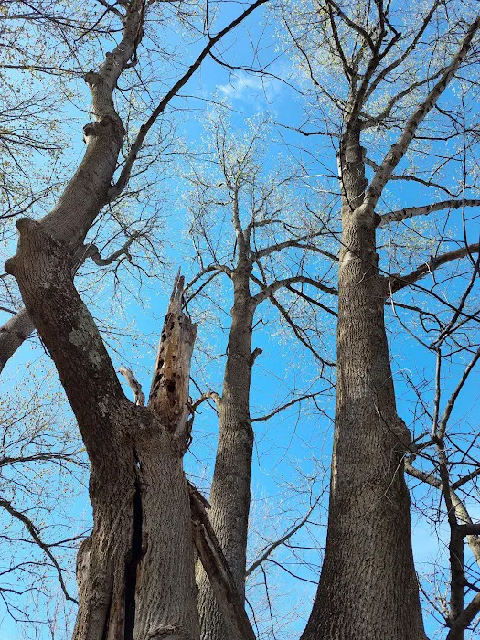 JD & tree lawncare Picture 6
