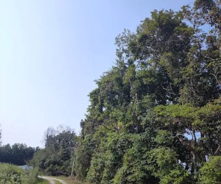 JD & tree lawncare