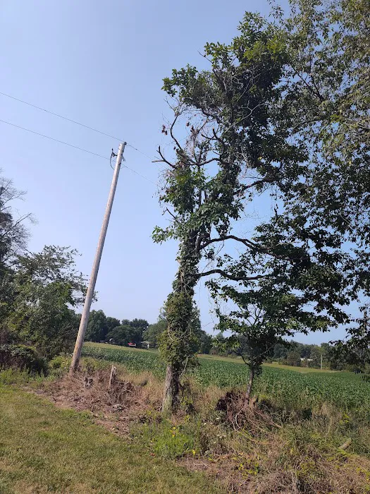 JD & tree lawncare Picture 5