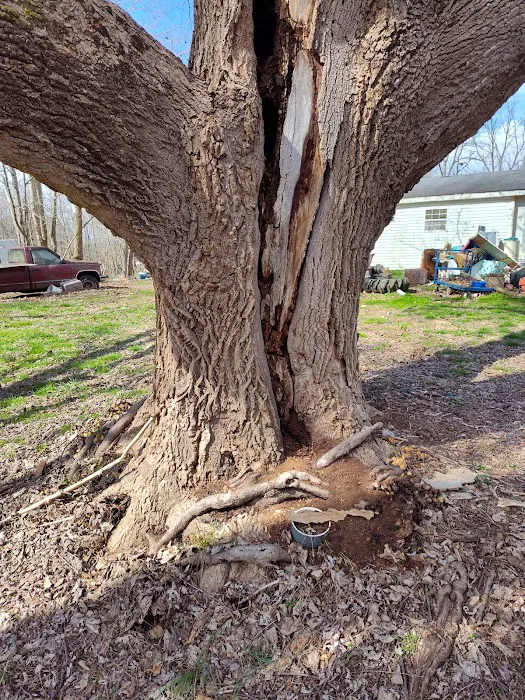JD & tree lawncare Picture 3