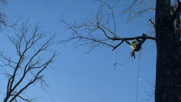 Tree Trimmers World Wide LLC Picture 1