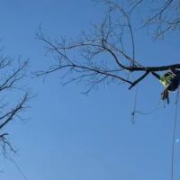 Tree Trimmers World Wide LLC ico