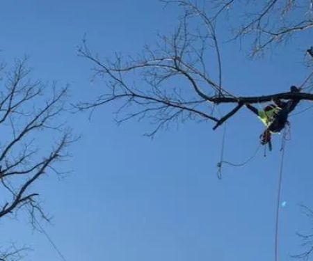 Tree Trimmers World Wide LLC