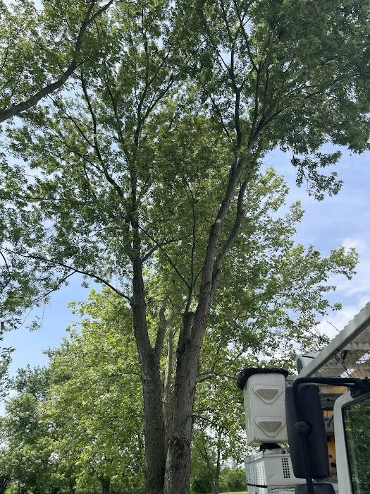 ACL Lawn Care Group Llc Picture 7