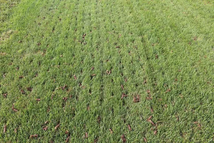 Red Line Lawn Care Picture 2
