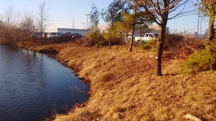 Cs Lawn care tree removal Picture 8