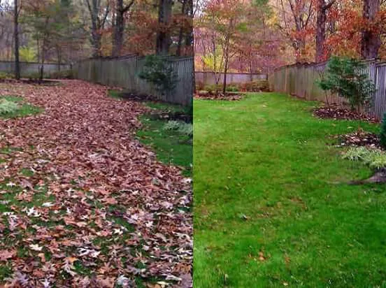 Cs Lawn care tree removal Picture 7
