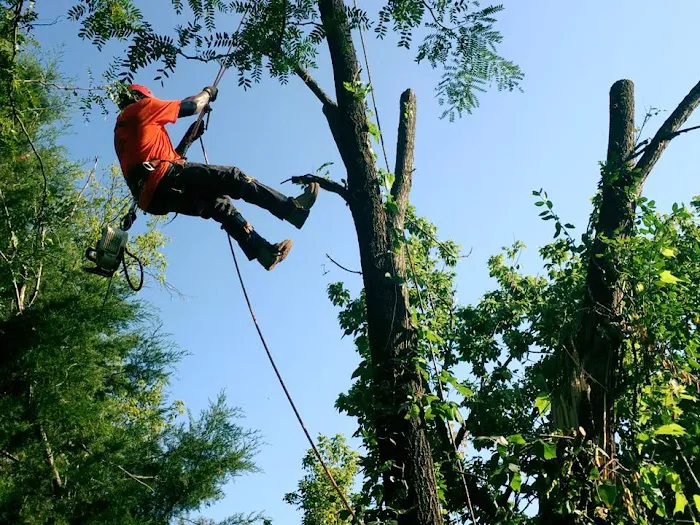 Wilson Outdoor Services LLC Picture 3