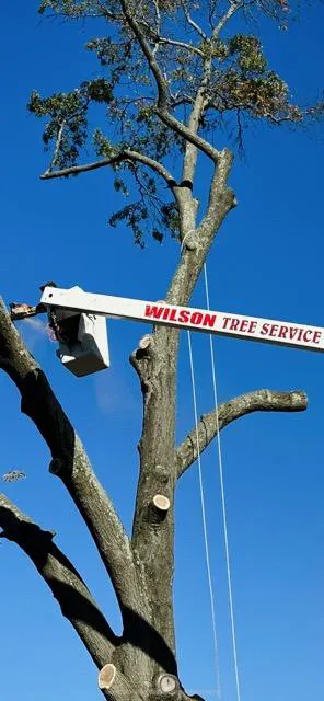 Wilson Outdoor Services LLC Picture 5