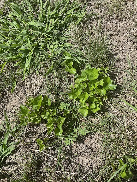 Naturescape Lawn and Landscape Care Picture 5