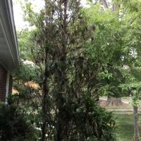 Mc Mahan's Nursery ico