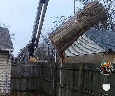 Lehman Tree Care