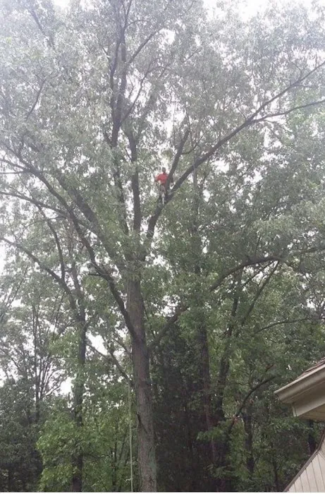 Lehman Tree Care Picture 2