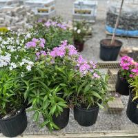 Ohio Valley Landscaping & Nursery ico