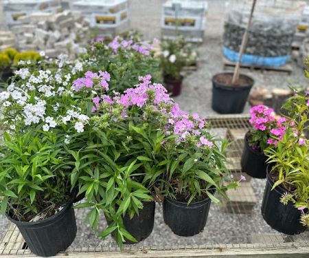 Ohio Valley Landscaping & Nursery