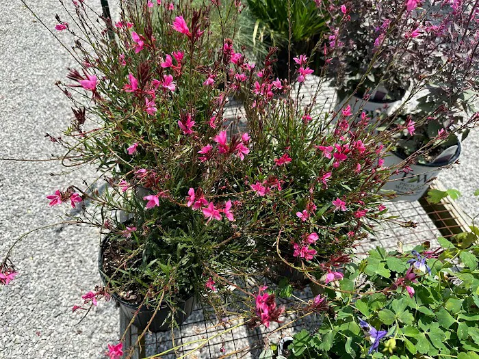 Ohio Valley Landscaping & Nursery Picture 7