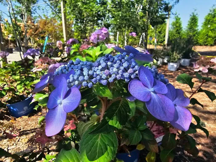 Tripp Landscaping Picture 2