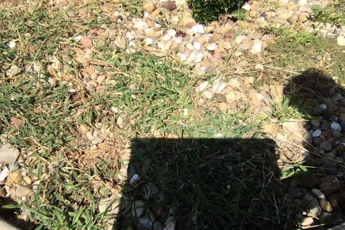 Lawn Doctor of Greater Springfield Picture 9