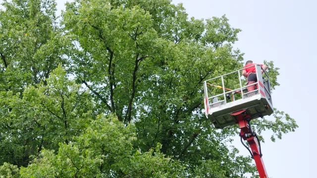 Total Tree Service Picture 9