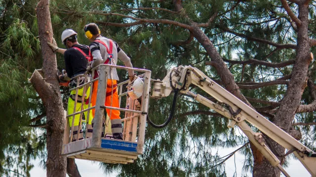Total Tree Service Picture 10