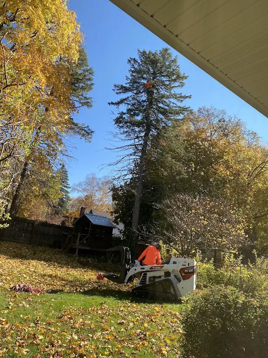 Total Tree Service Picture 2