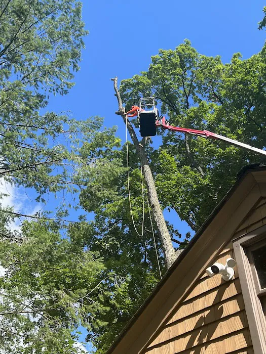 Total Tree Service Picture 4