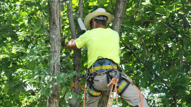 Total Tree Service Picture 5