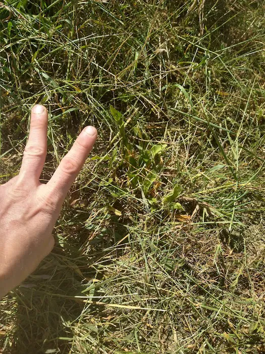 Vans Lawn Maintenance llc Picture 5