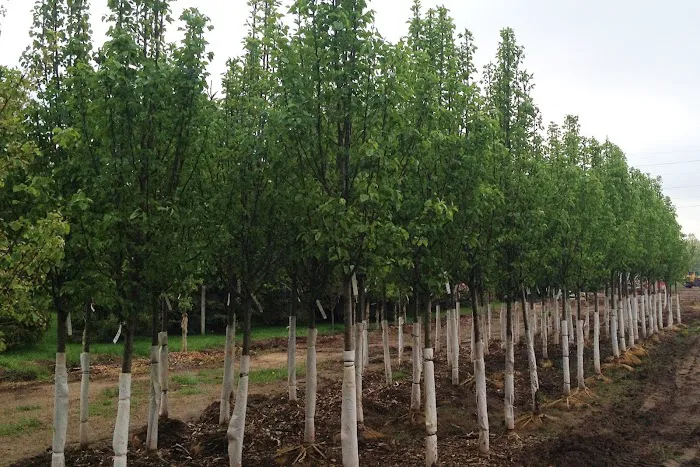 DeHamer Landscaping Picture 1