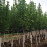 DeHamer Landscaping