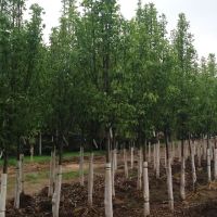 DeHamer Landscaping ico