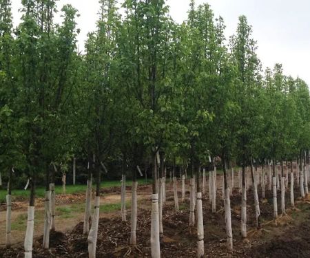 DeHamer Landscaping