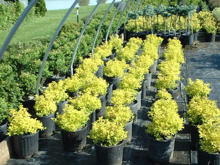 DeMuth Nursery Picture 6
