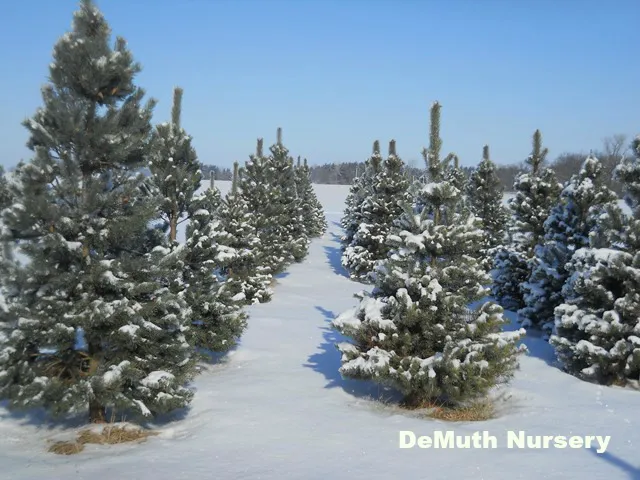 DeMuth Nursery Picture 4