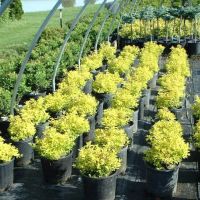 DeMuth Nursery ico