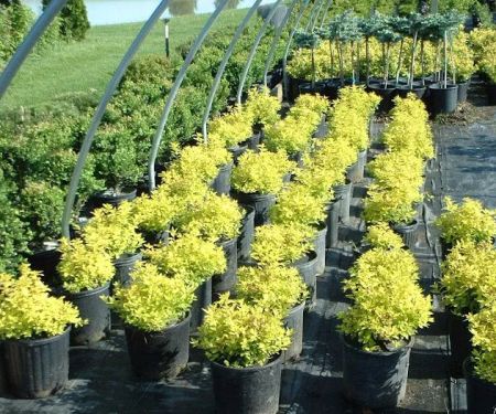 DeMuth Nursery
