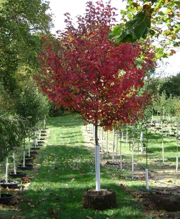 DeMuth Nursery Picture 7