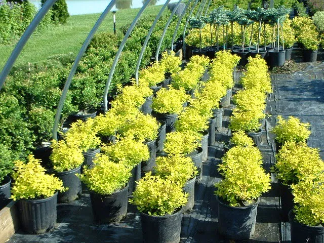 DeMuth Nursery Picture 9