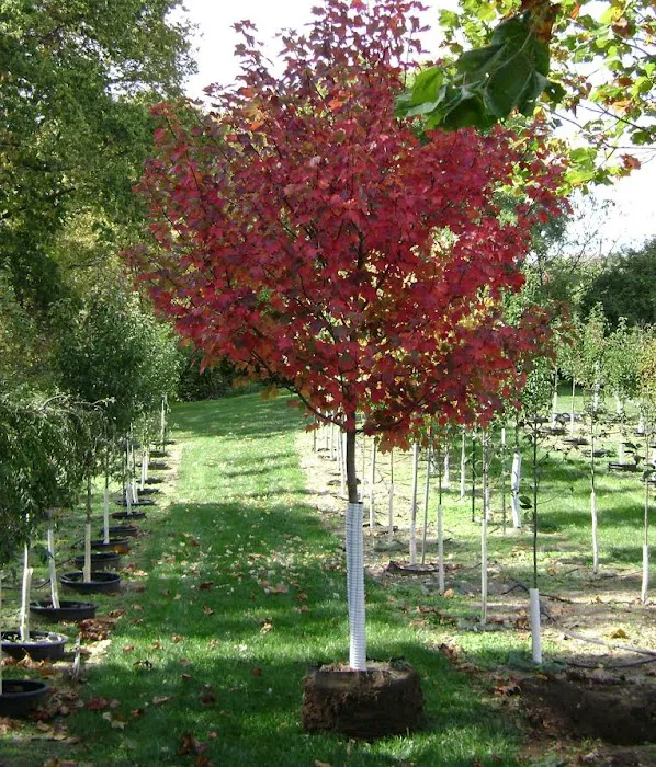 DeMuth Nursery Picture 10
