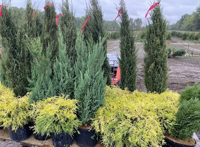 Evergreen Enterprise Nursery & Landscape Picture 5