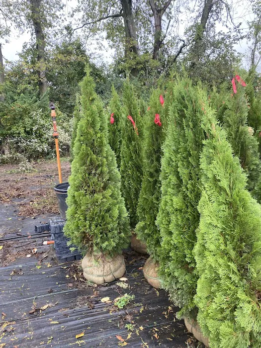 Evergreen Enterprise Nursery & Landscape Picture 7