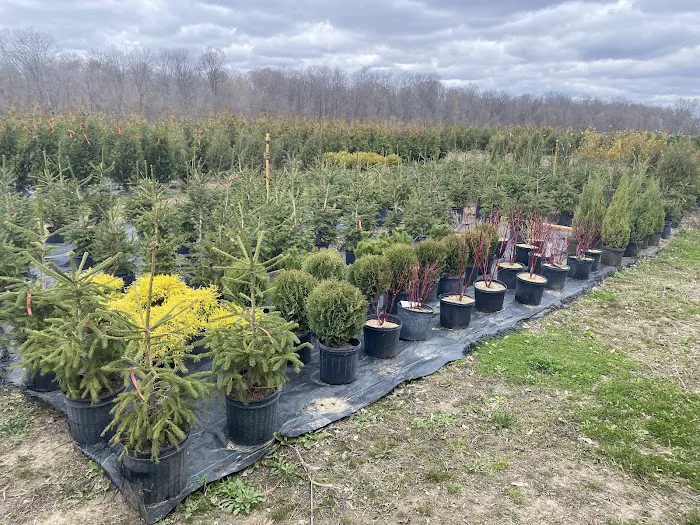 Evergreen Enterprise Nursery & Landscape Picture 10