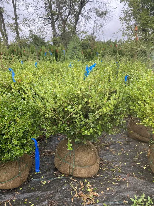 Evergreen Enterprise Nursery & Landscape Picture 1
