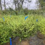 Evergreen Enterprise Nursery & Landscape